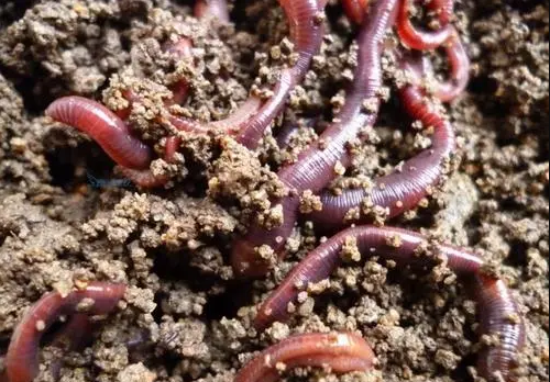 的凈工業除臭劑高效治理蚯蚓養殖惡臭異味大、牛糞味濃 .png