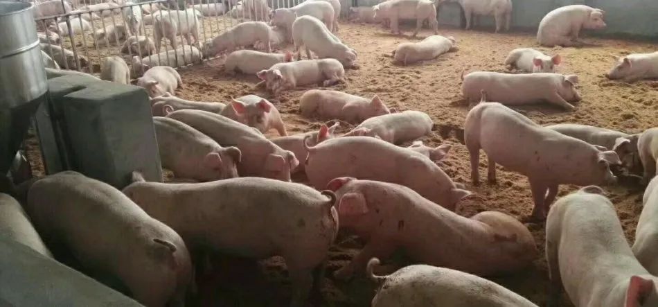 潔匠凈化·的凈工業除臭劑_養殖場氨氣的危害有哪些？