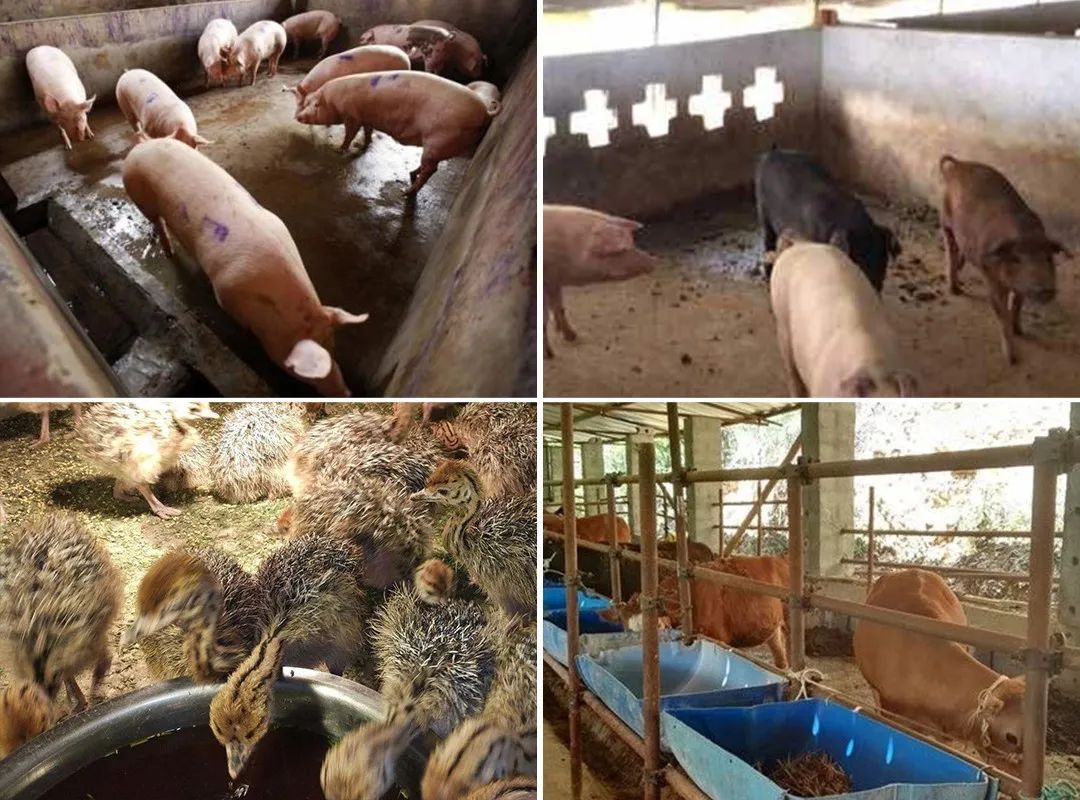 養(yǎng)殖場(chǎng)臭味難治理?潔匠凈化幫您輕松解決!